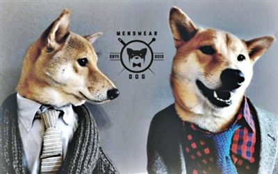 据美国媒体17日报道,美国纽约4岁柴犬Bodhi在纽约时尚圈非常有名
