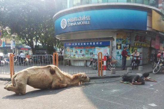 辟谣乞讨骆驼被砍腿:卧姿小腿向内对折易误会(图)